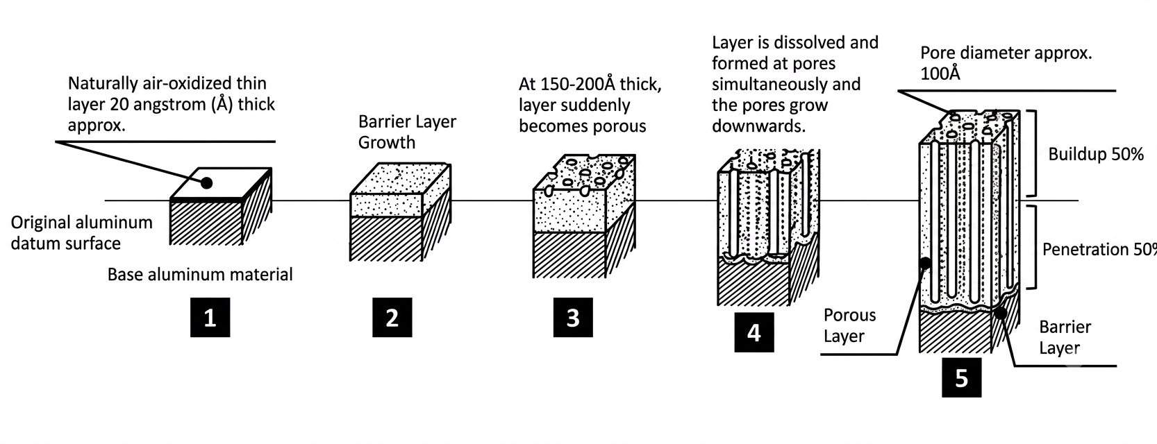 Cross-section of anodize showing approximately 50 percent build-up and 50 percent penetration for non-sulfuric coatings