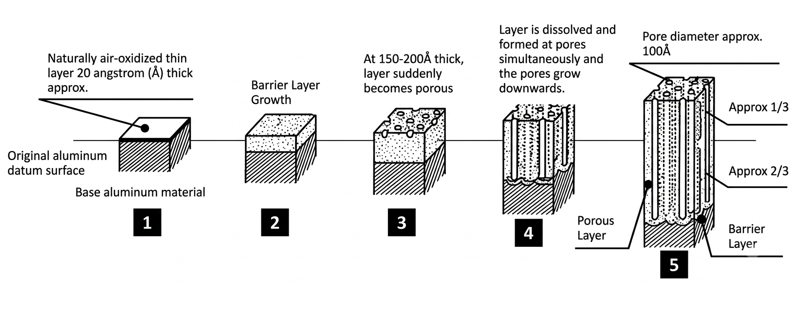Cross-section of anodize showing approximately one-third build-up and two-thirds penetration for Type II sulfuric anodize